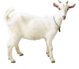 繁……未来崇明羊场能实现羊只“私人定制”CQ9电子app区块链、生物识别、人工扩(图3)