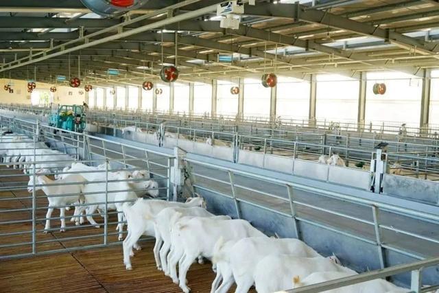 繁……未来崇明羊场能实现羊只“私人定制”CQ9电子app区块链、生物识别、人工扩(图2)